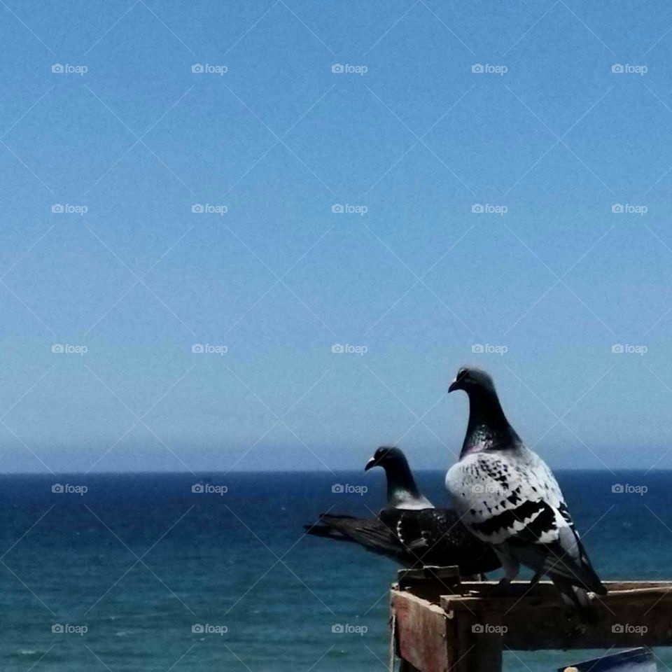 Beautiful bird on a roof.