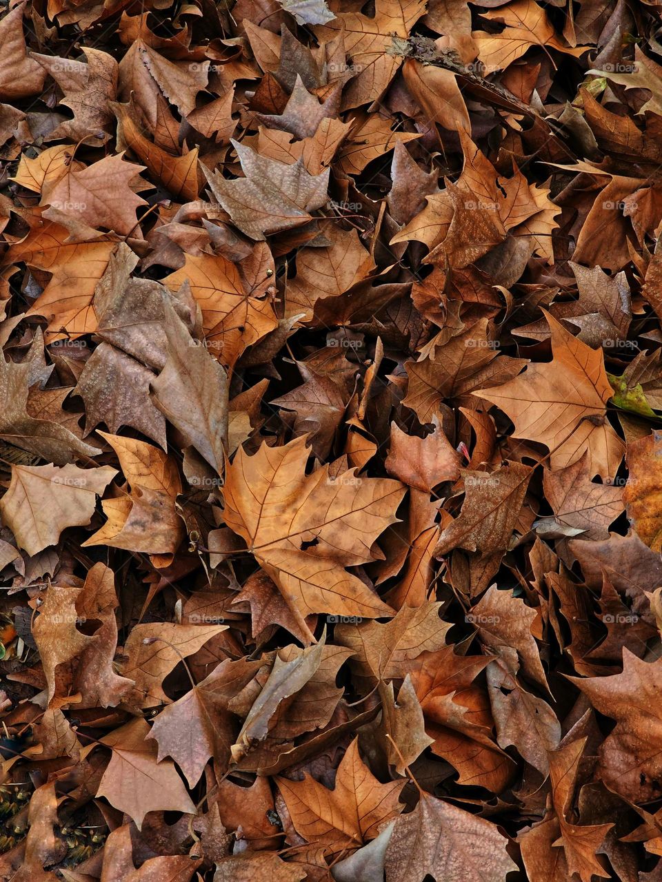 Beautiful fallen leaves of autumn. Cooler colors and cooler days to come.