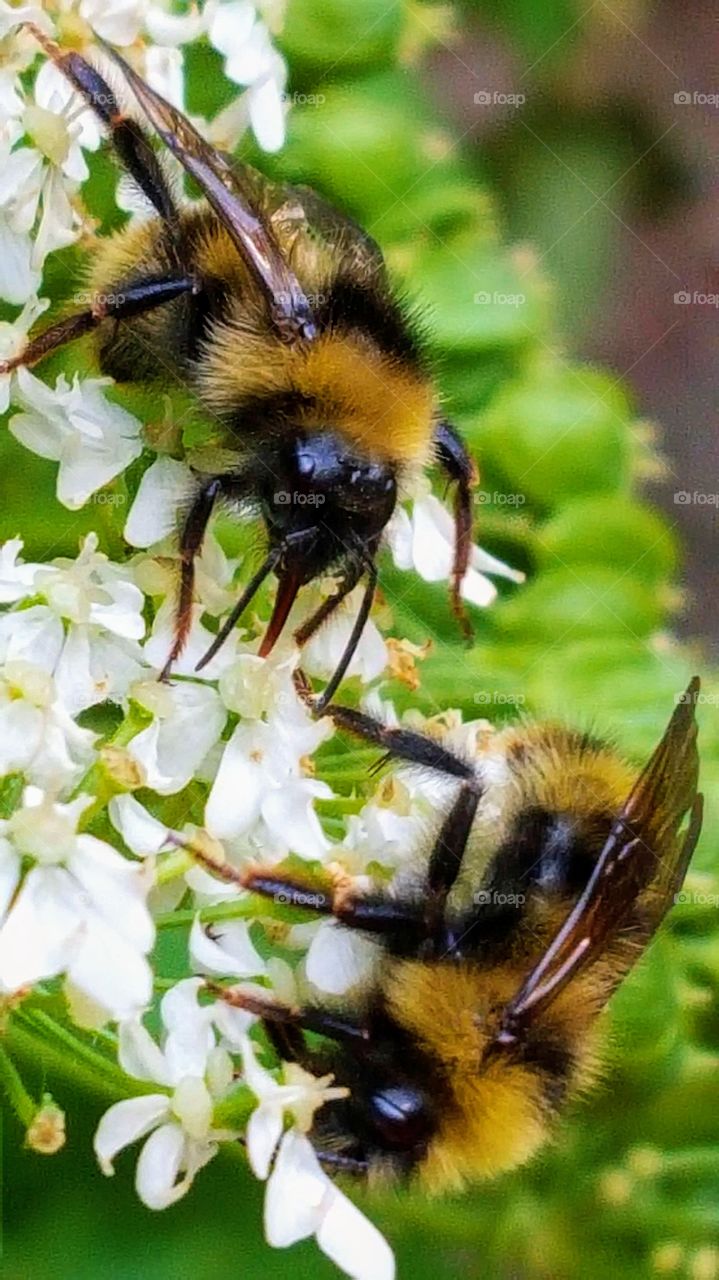 Pollinators