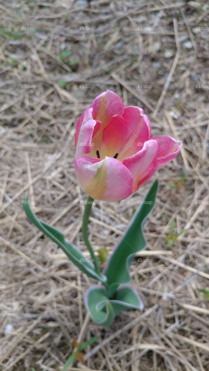 tulip springtime pink and yellow