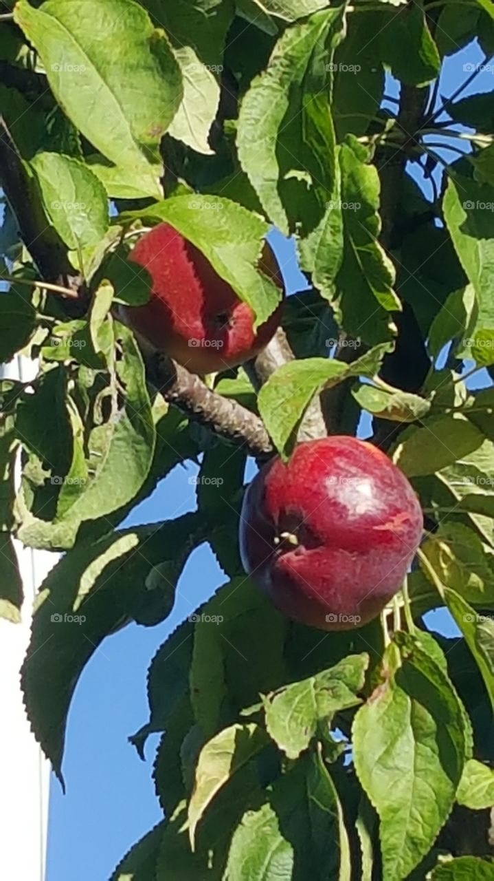 appletree