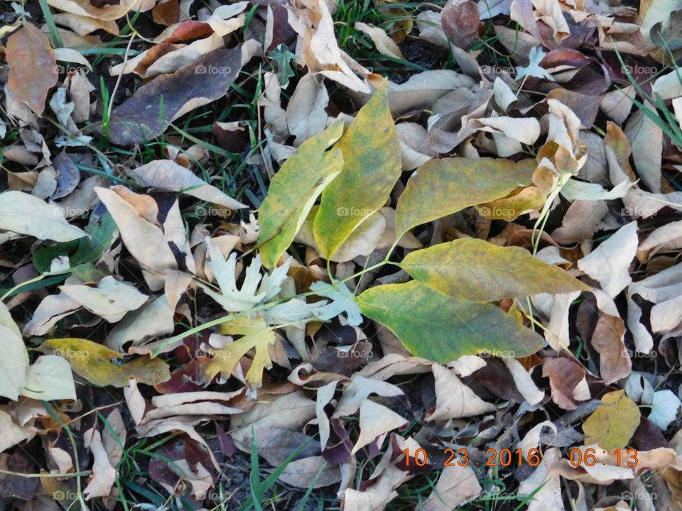 Leaves in the Fall