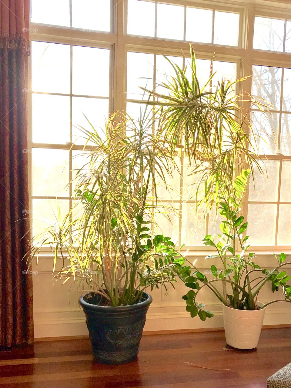 Houseplants on Wood Floor