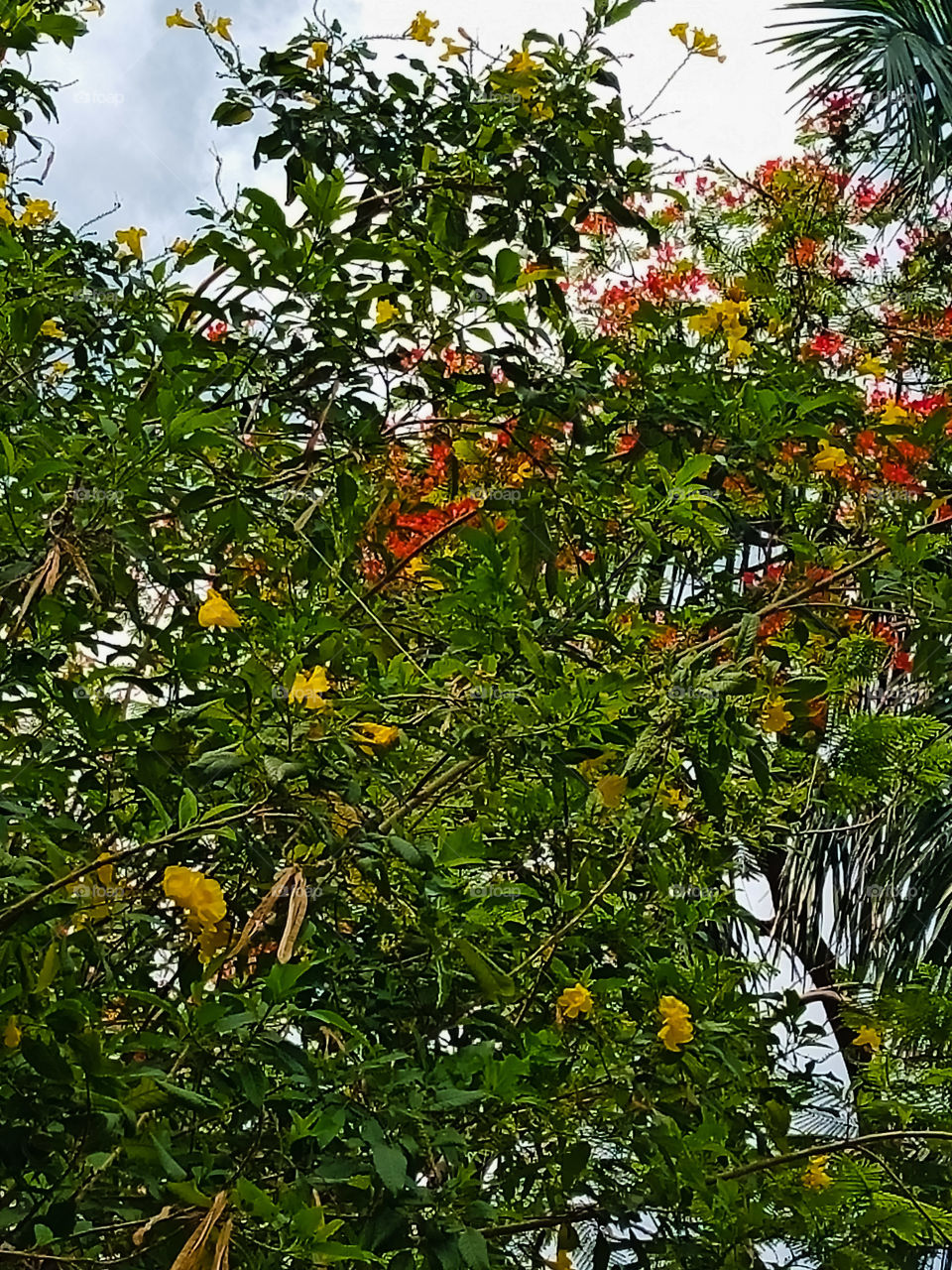 BEAUTIFUL TREE INDIA VADODARA