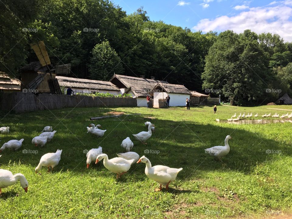 Old village cottages near a forest in Sibiu, with gheese in front of them sitting on a green pasture