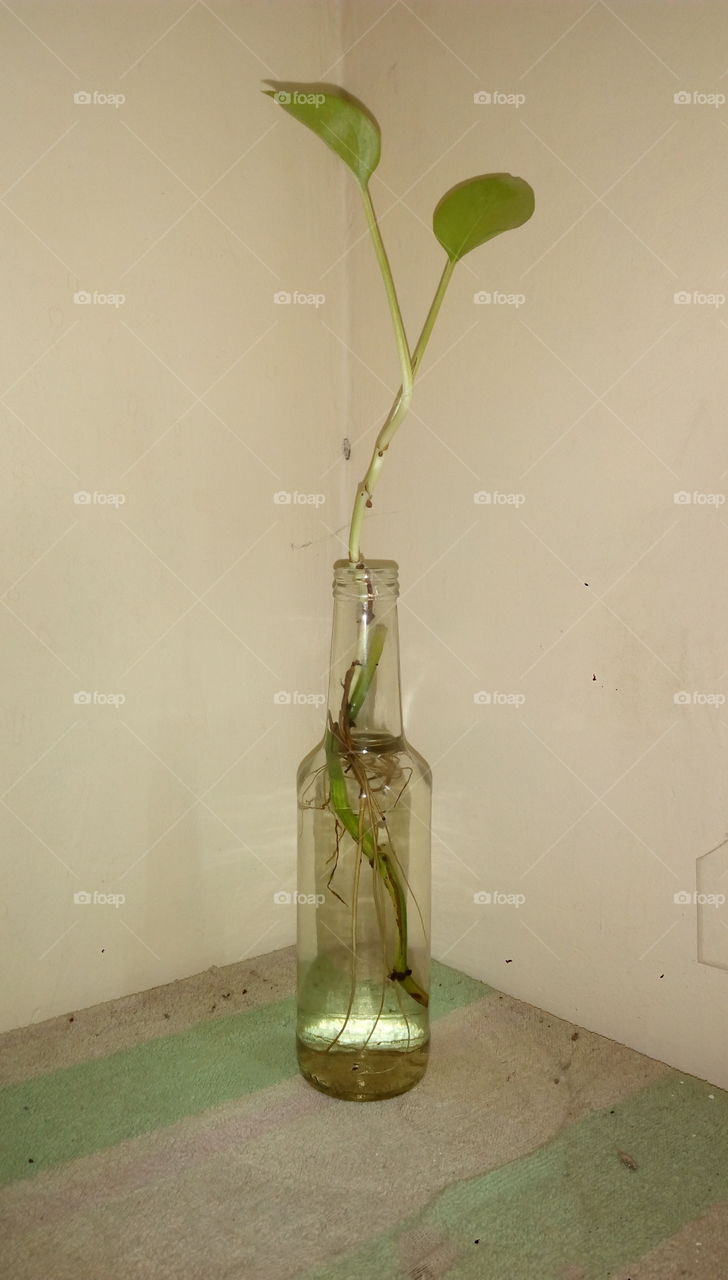 plant in a bottle
