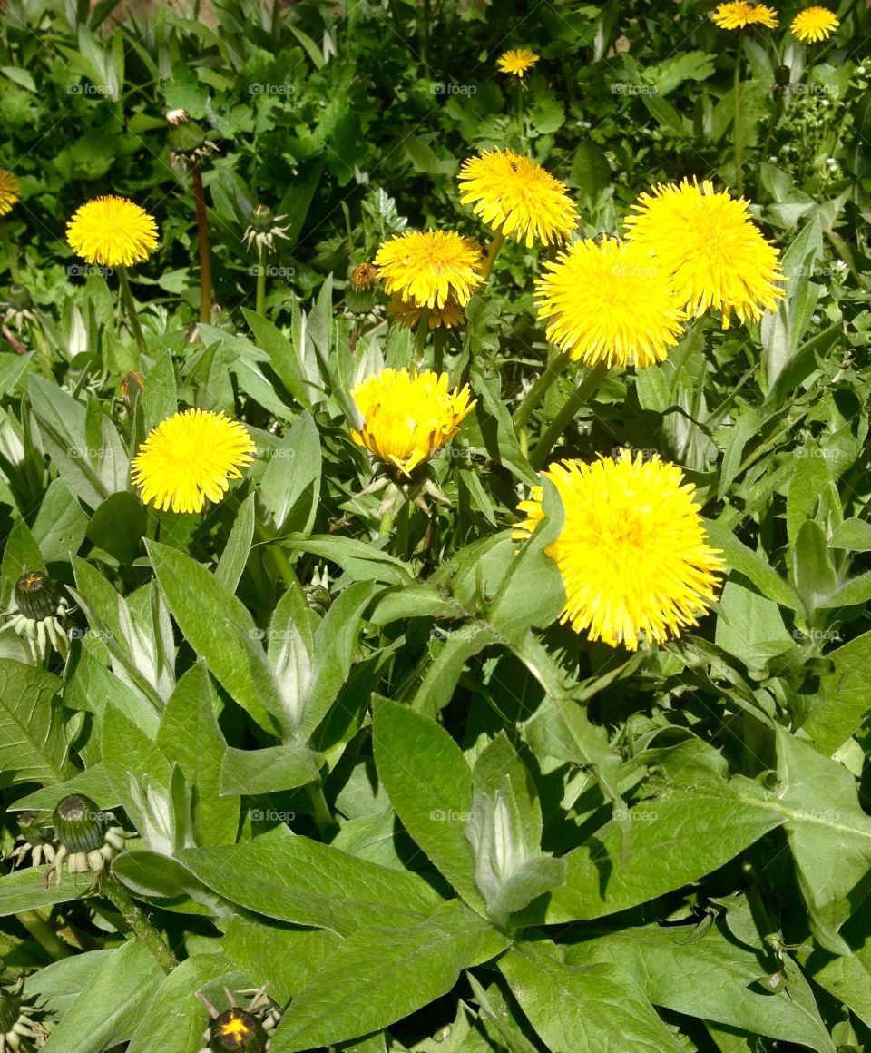 Dandelions 