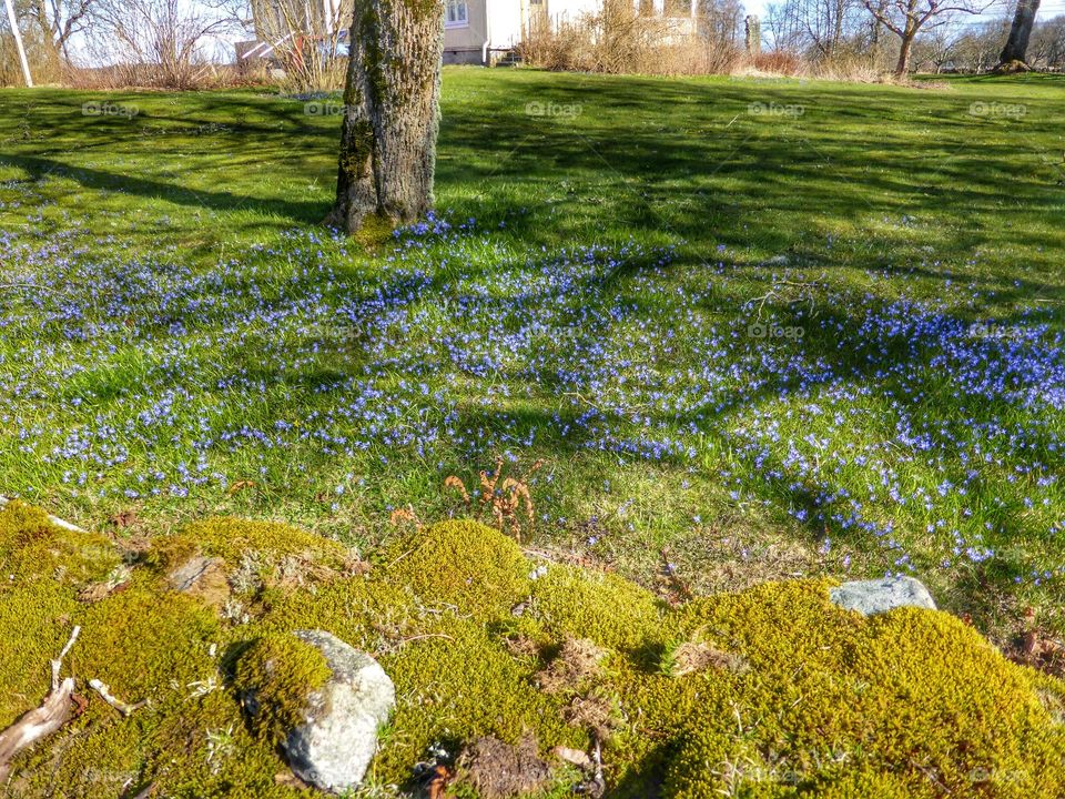 springflowers . springflowers 