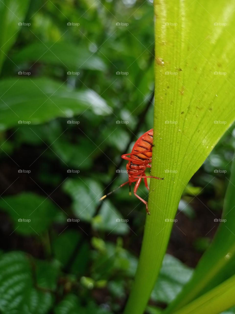 Red silk cotton bug sitting on the left in forest closeup photo with nice green and black background