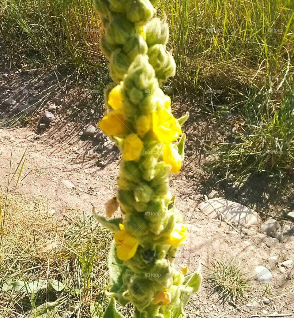 Beautiful and unique flower in Grand Teton National Park, Wyoming