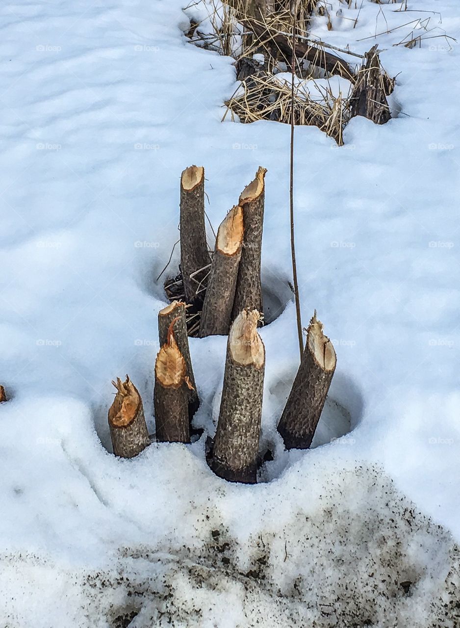 The beavers have been here.  The extensive damage to the trees in this area was incredible.  