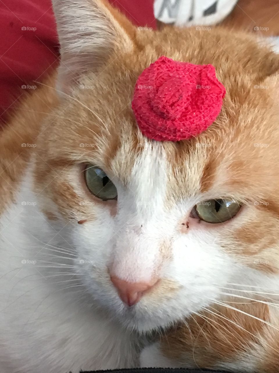 Silly Tom Tom with a bon bon in his head! He’s not sure what to do he’s afraid to move 