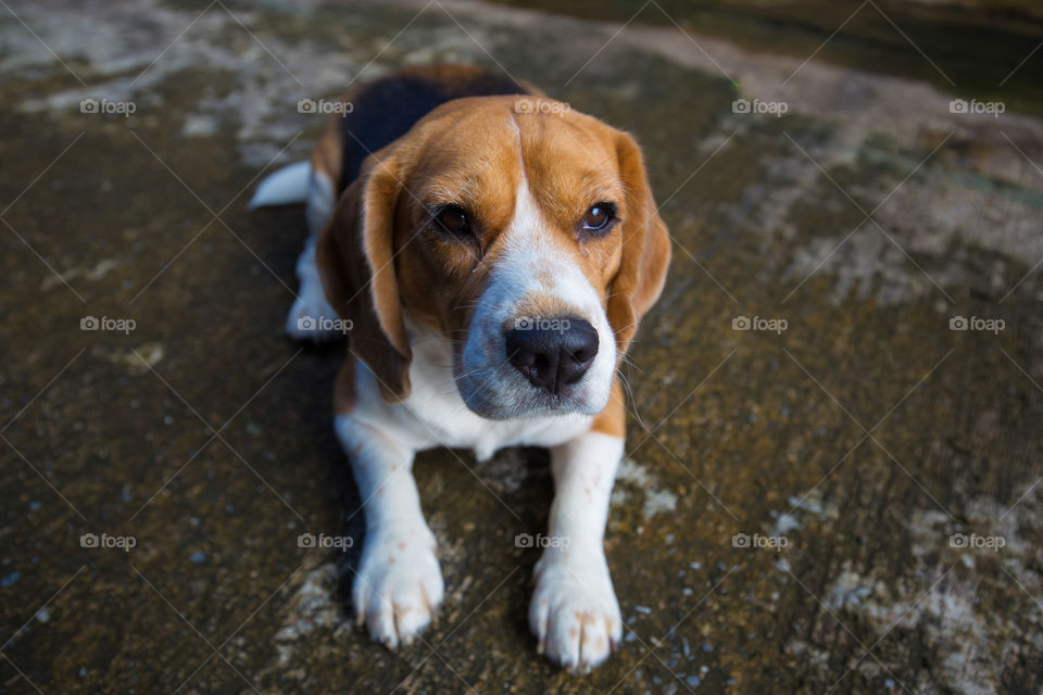 Cute beagle dog sitting on the ground 