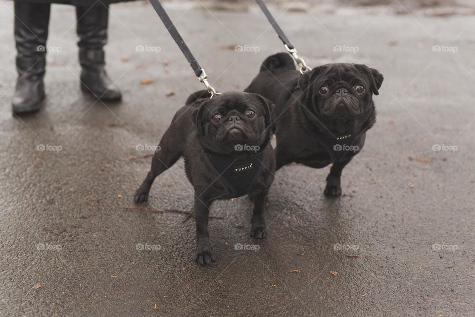 people walking dogs on the street, walking on the street, pet and his owner, best friends