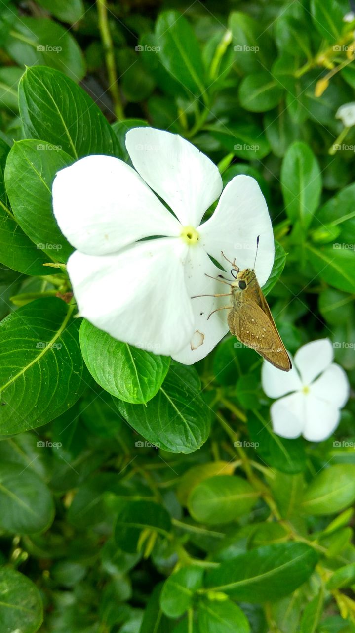 a beautiful butterfly drinking started honey with white flowers