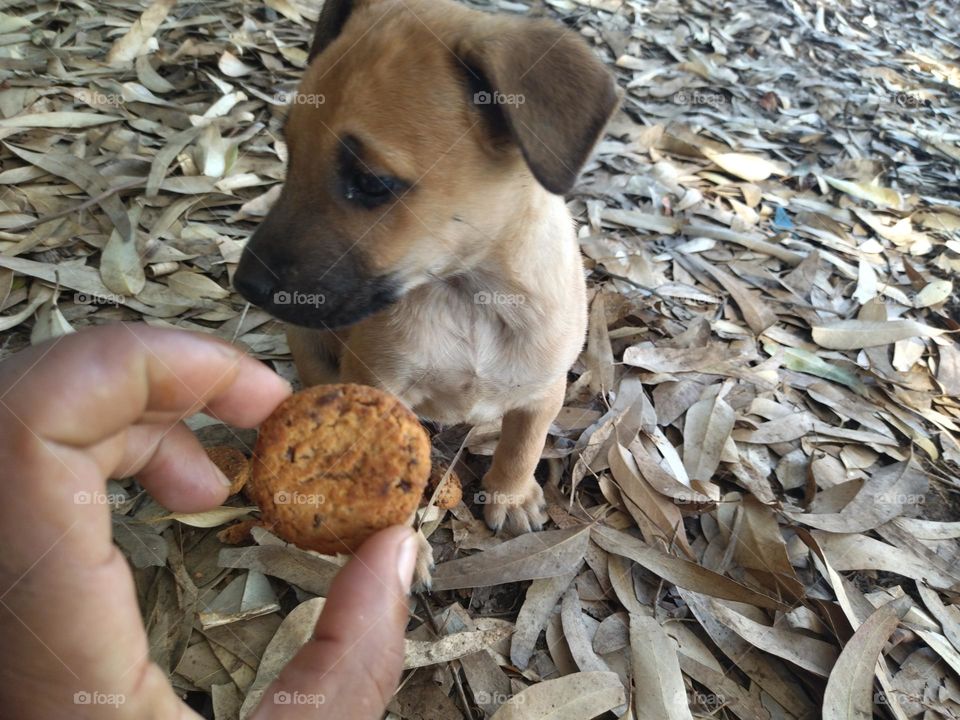 Little dog and sharing cookies