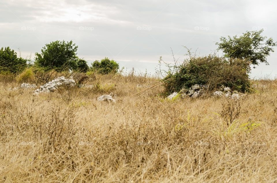 Dried Grassland