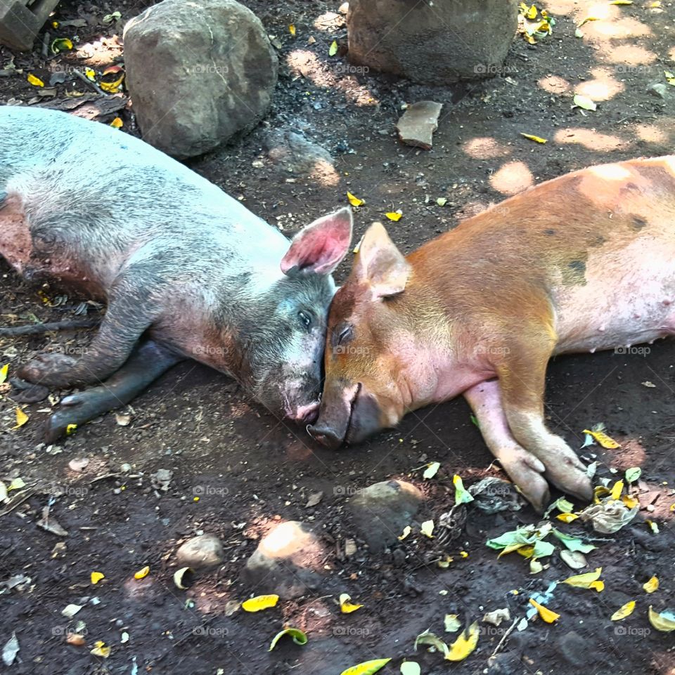 pigs loving each other. affectionate pigs relaxing