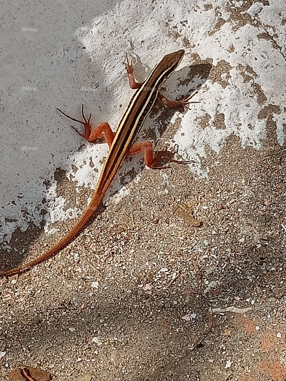 a close up shot of the reptile photography on the ground on hot summer day