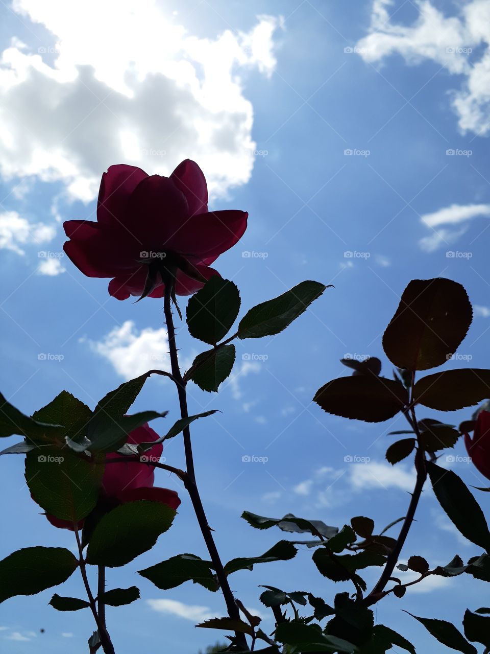 Double Knock Out Roses vs Blue Sky