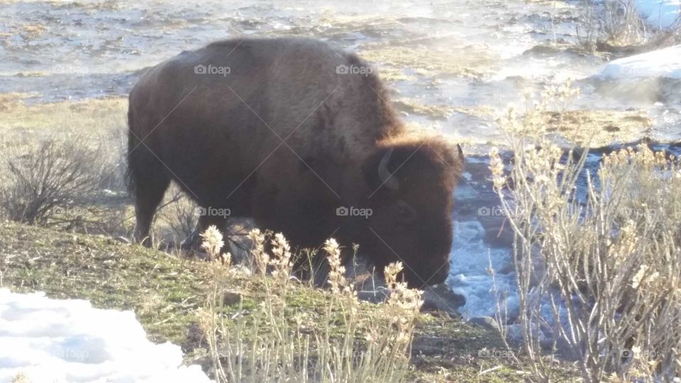 Animals can come so near