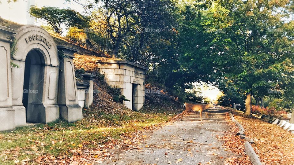 Mountain Grove Cemetery 