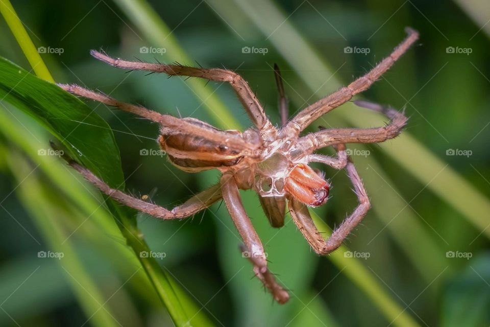 The exoskeleton, or exuviae, left behind by a wolf spider. 