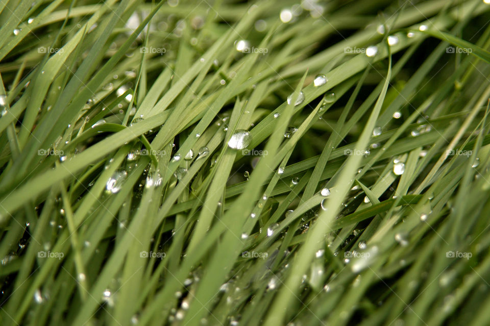 Dew beads on long grass