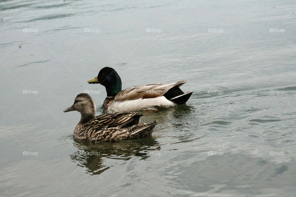 pair of ducks