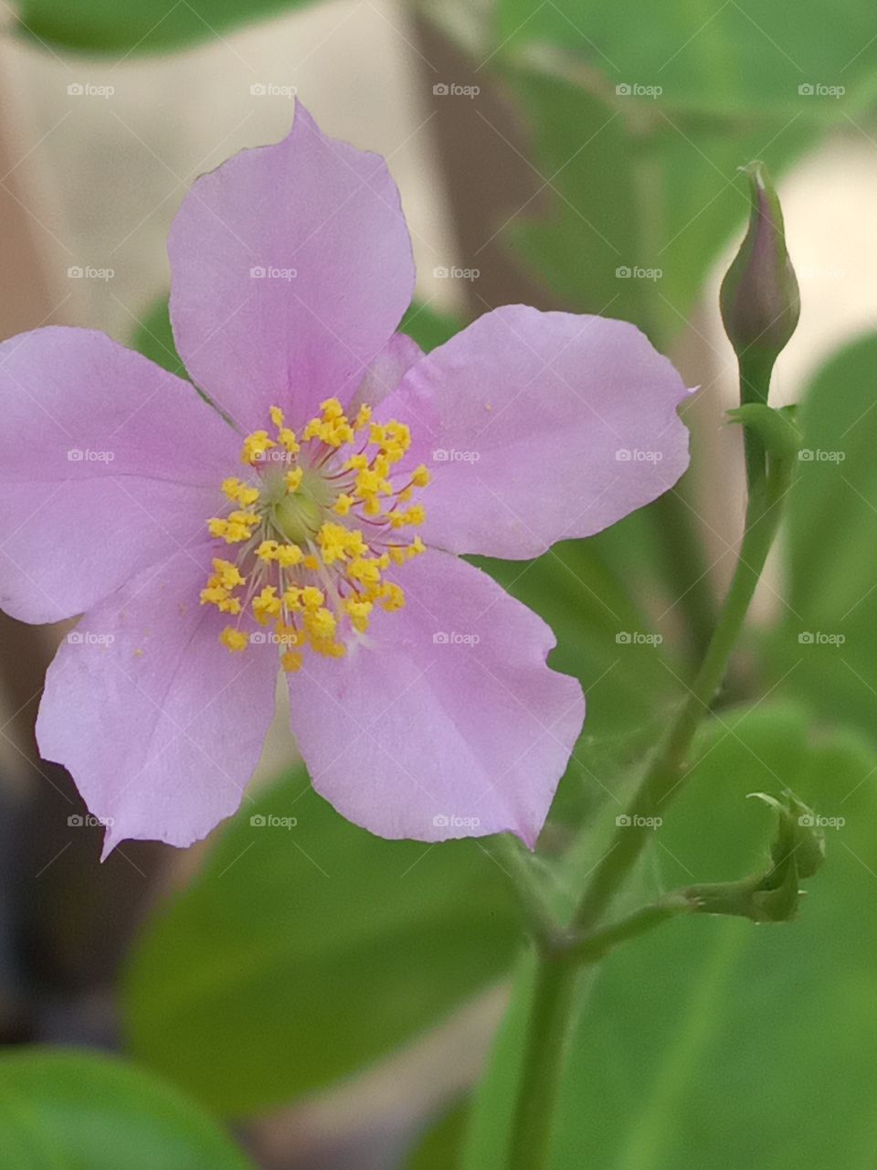 close up  Jamaican petal