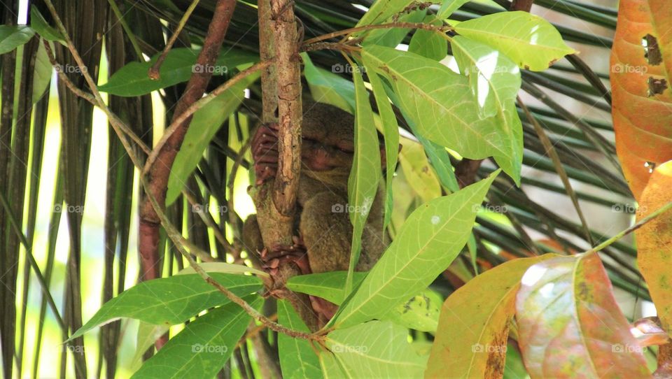 Tarsier