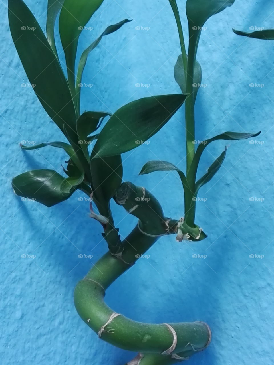 bamboo on blue background