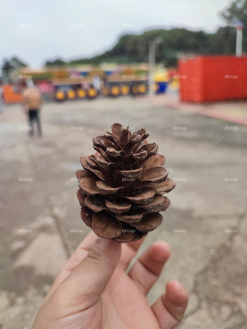 pine cone