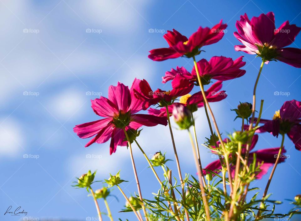 Cosmos Show Their Color