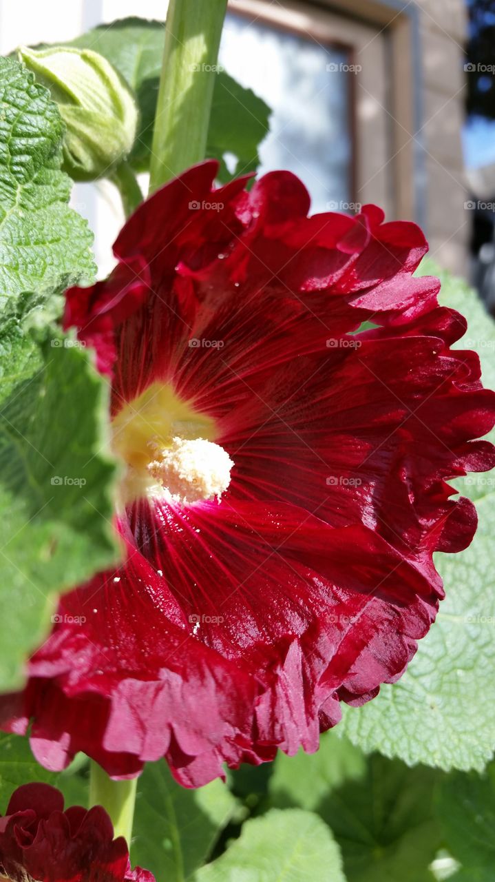 My 2015 red hollyhocks. adding all colors slowly but surely!