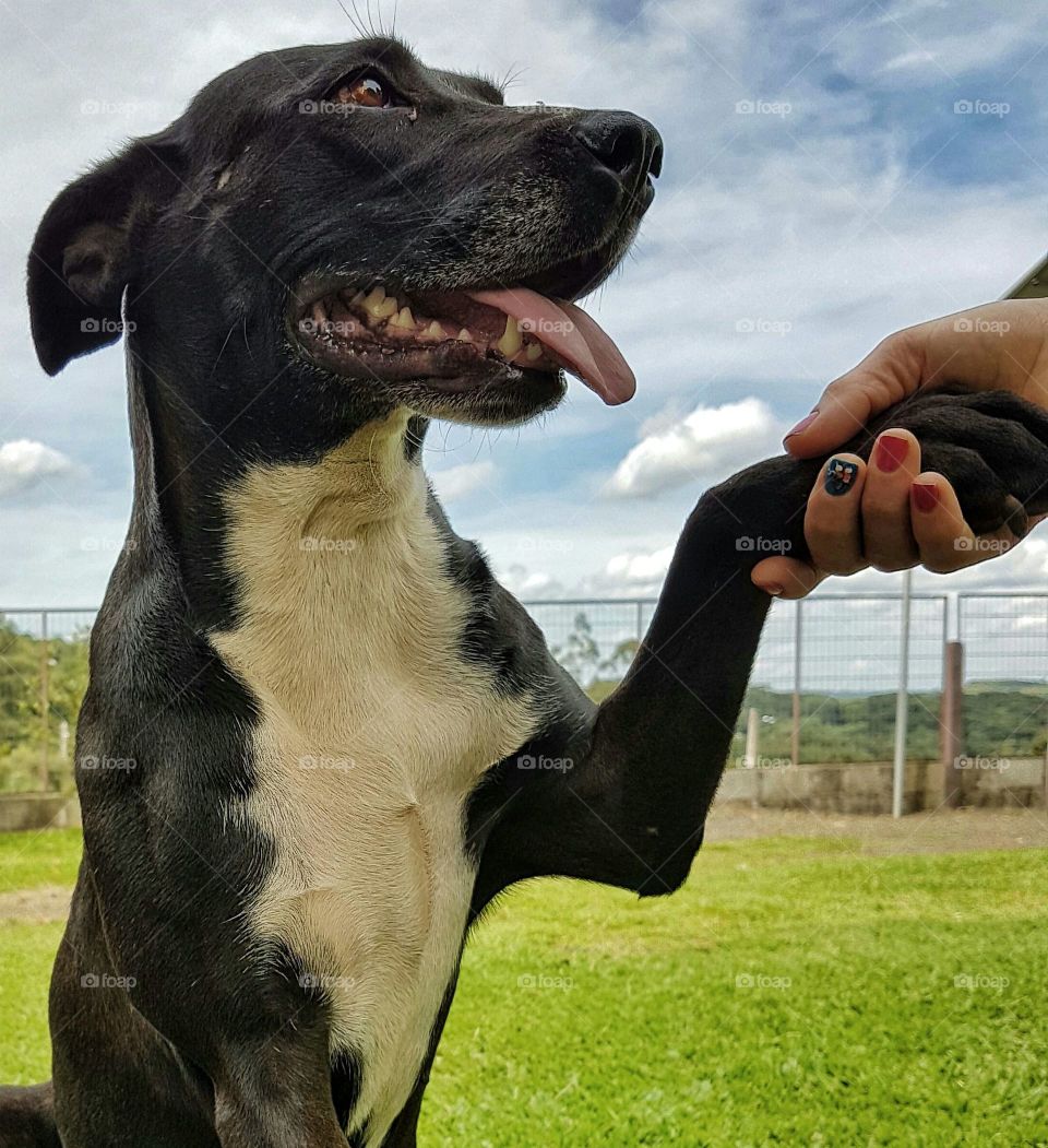Woman shaking hand with black dog on field