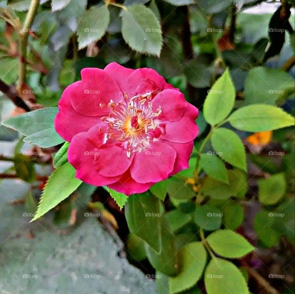 most beautiful and attractive flowers in the garden.