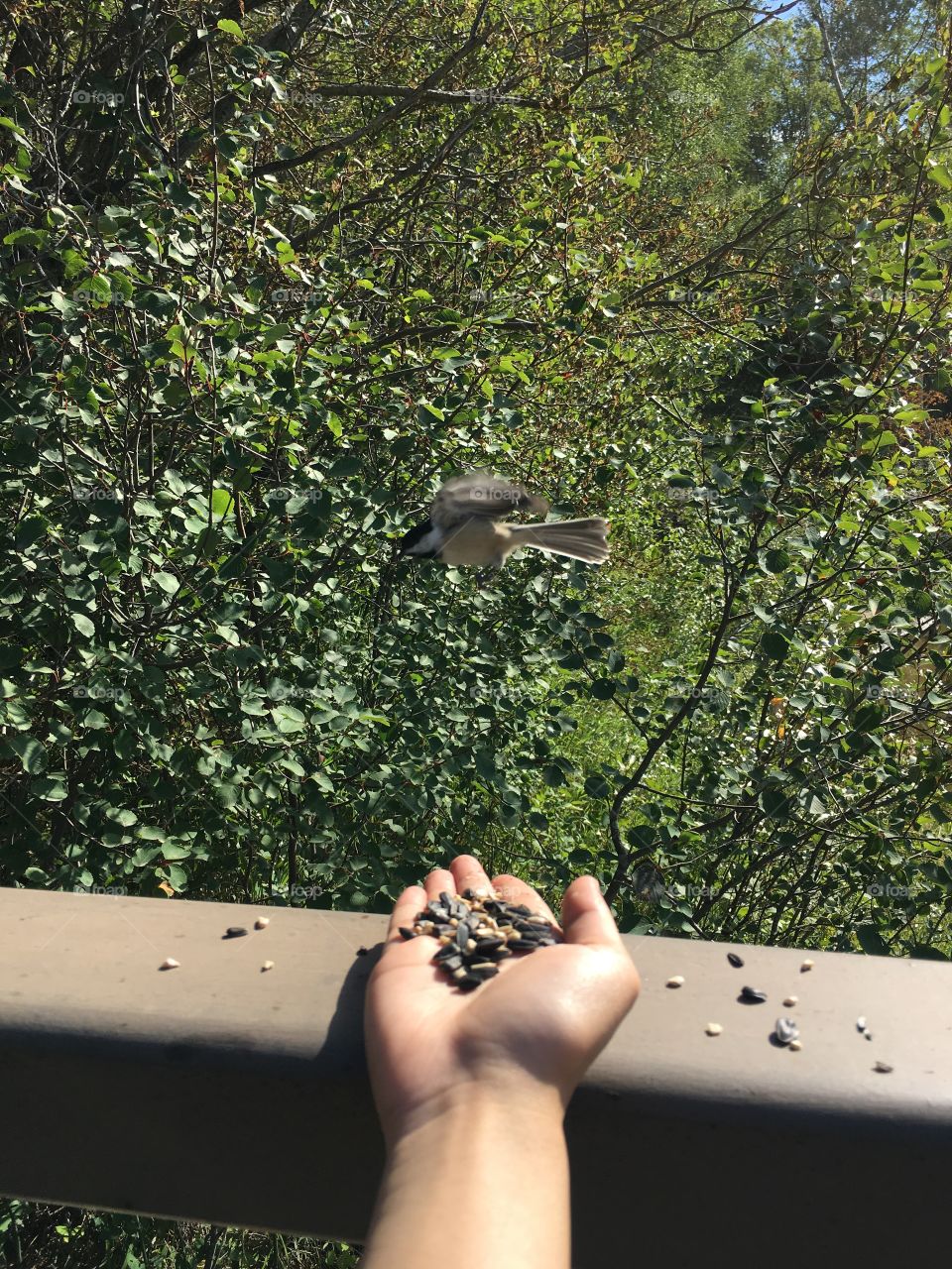 Bird, Outdoors, People, Nature, One