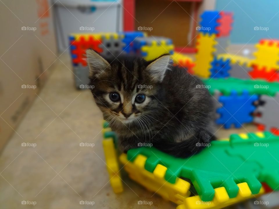 Nervous kitten in the playroom