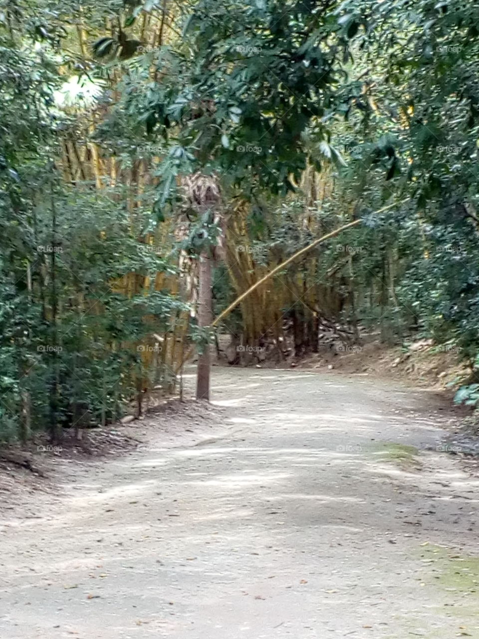 bambuzal