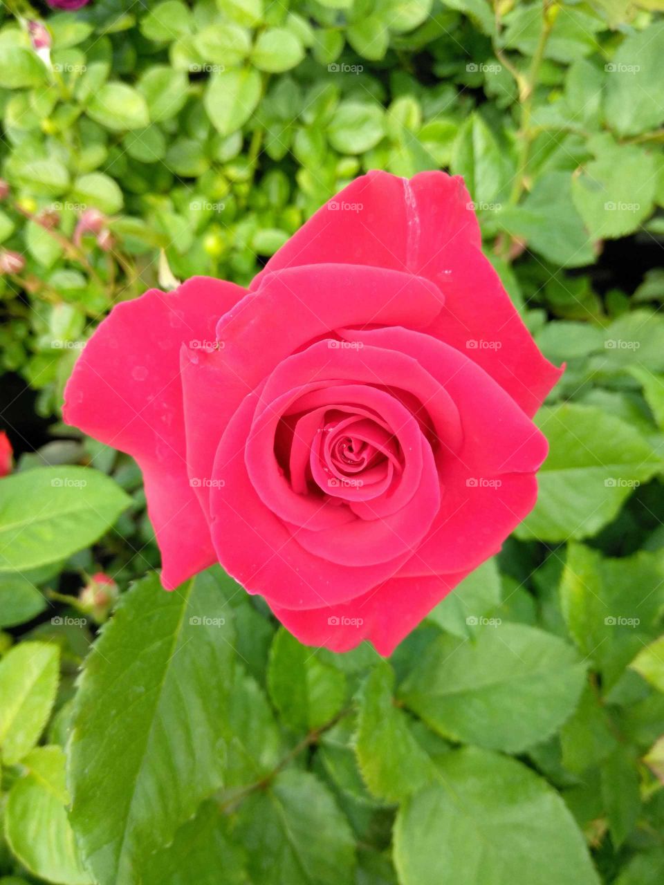 red red rose