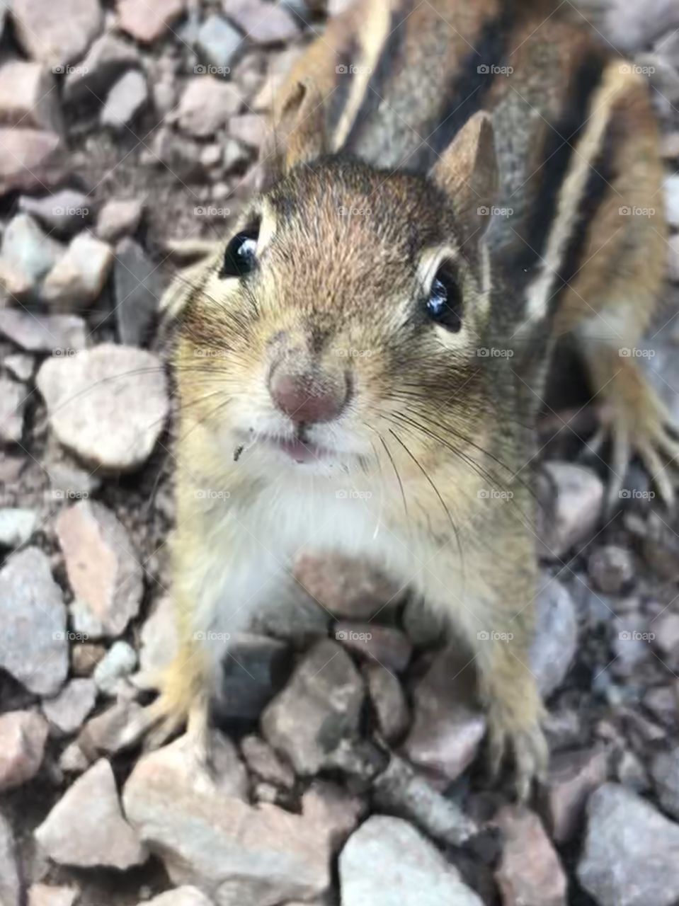 Closeup of a chipmunk
