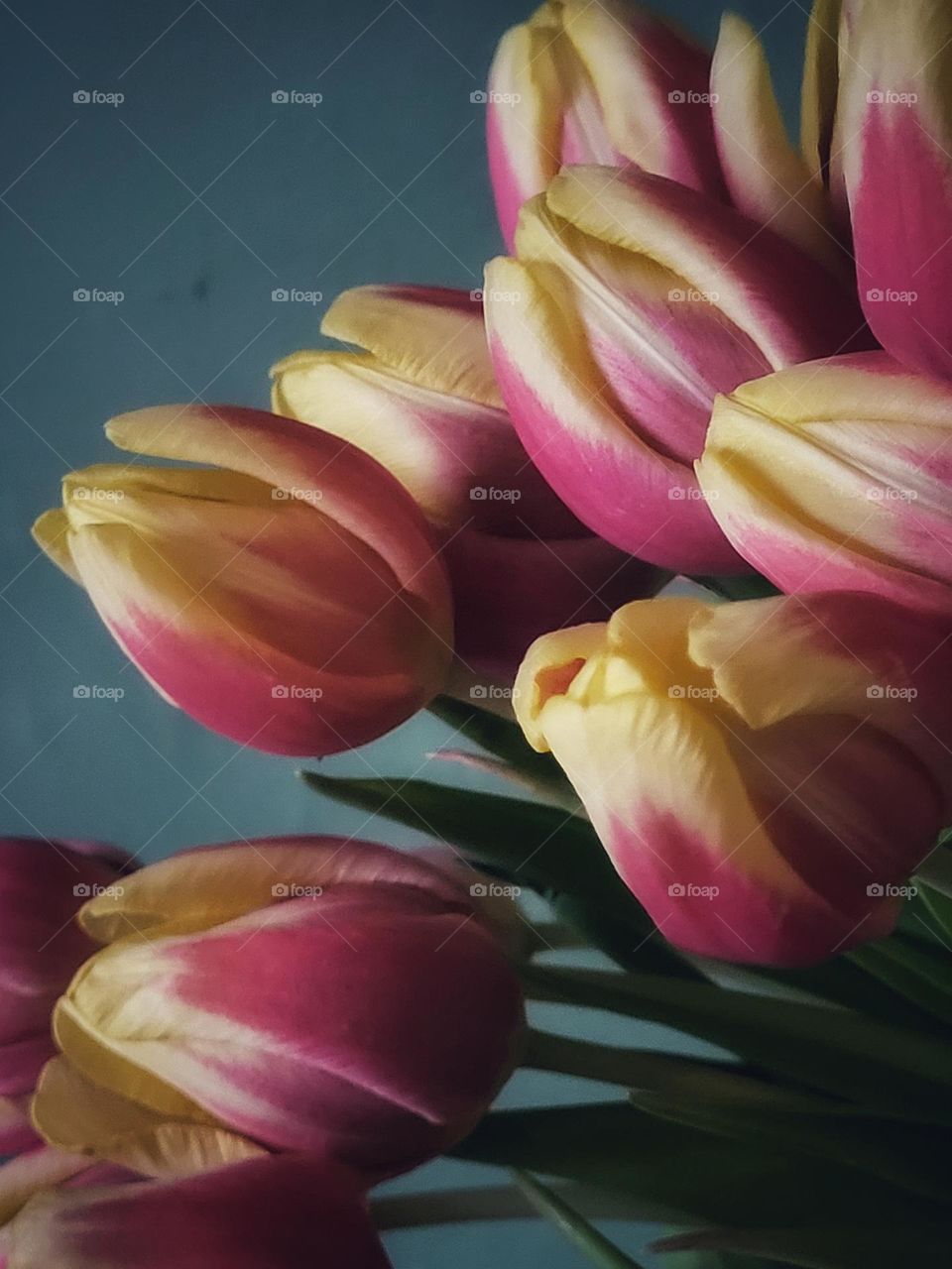 Tulips