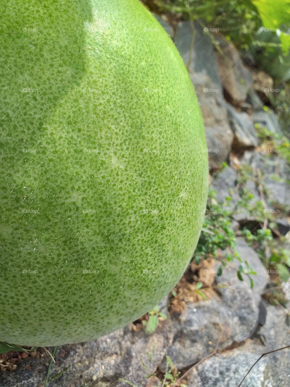 close up of winter melon