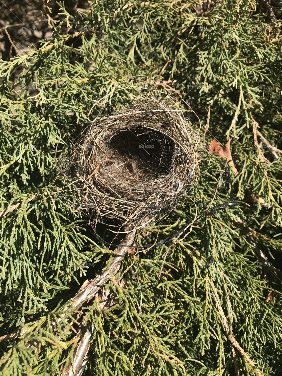 Bird nest 