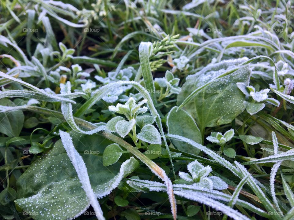 The first frost