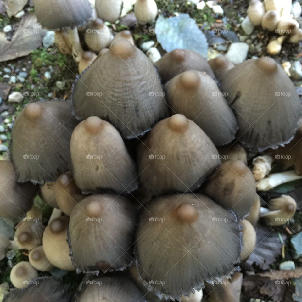 Nipple mushrooms 