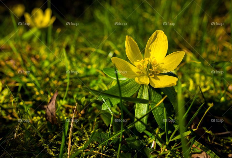 Flower blooming in grass