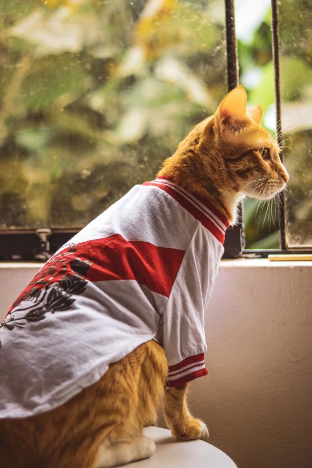 Peruvian cat