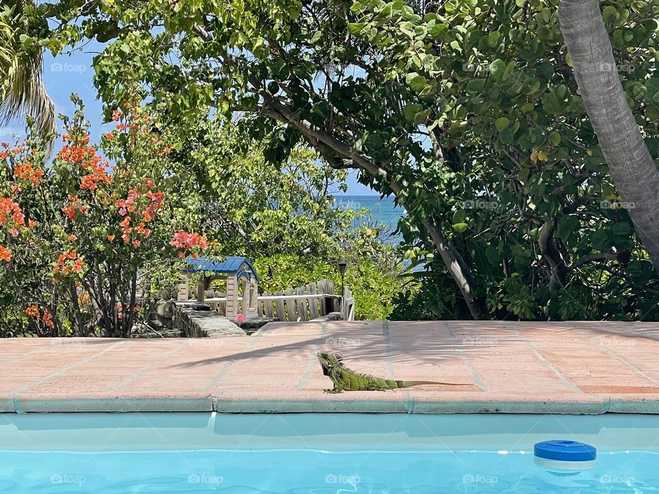 Iguana by the pool 